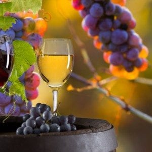 Wine and grapes in the Poconos