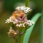 mouse smiling