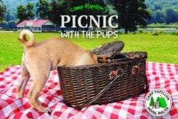 Picnic with the Pups